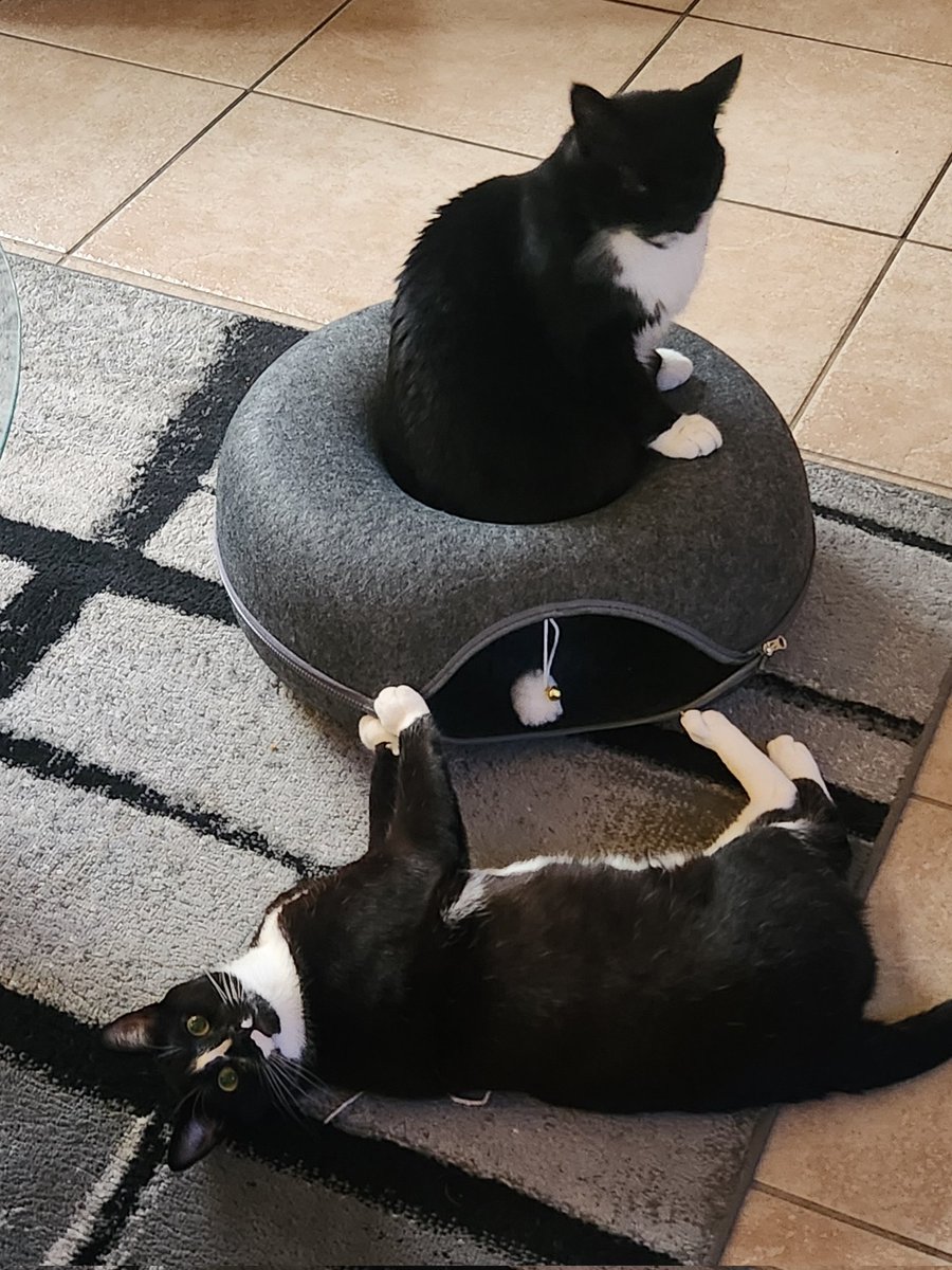 Dad got us a new toy 💙💙💙
#figaro #shadow #kitten #spike #catslife #tuxie #tuxiegang #tuxiesrule #tuxedocats #gingerkitty #bondedbrothers #CatsLover #BondedPair
#tuxedocat #caturdaycuties #AdoptDontShop #lovemycats #whiskerswednesday