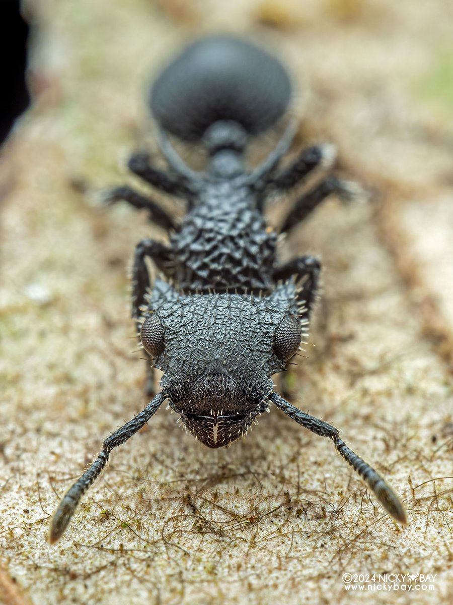 singaporemacro's tweet photo. Cataulacus horridus, your atypical-looking ant. https://t.co/32QcjzbmLx