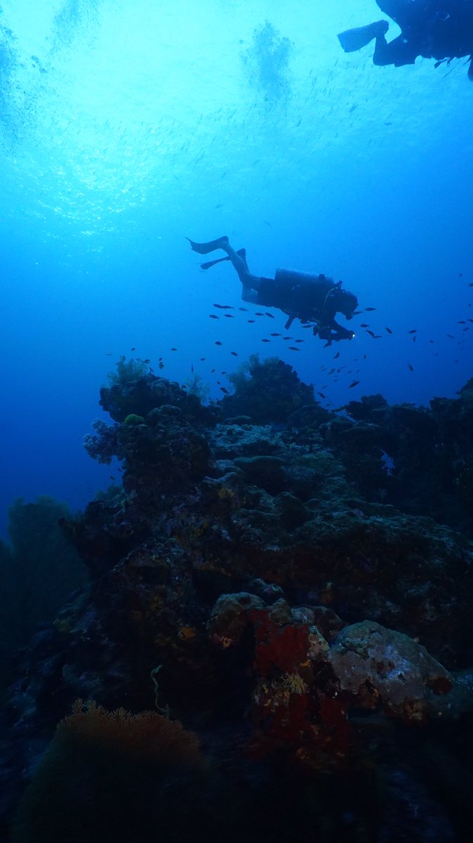 scubanight's tweet photo. Почему люди бояться нырять с аквалангом? #scuba https://t.co/vP7UfkvKfJ