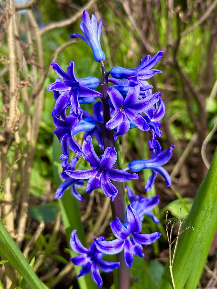 What’s not to love about hyacinths, gorgeous scent & vibrant colours 🌿💙🌿💙🌿💙 #TuesdayBlue

#MyGarden #springflowers #springbulbs #Flowers