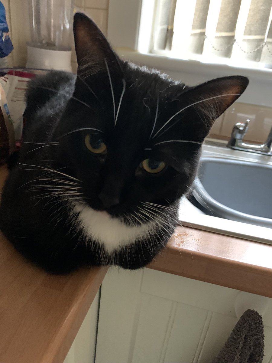 Flynn 🐱Malibu🌈Basil tweet media