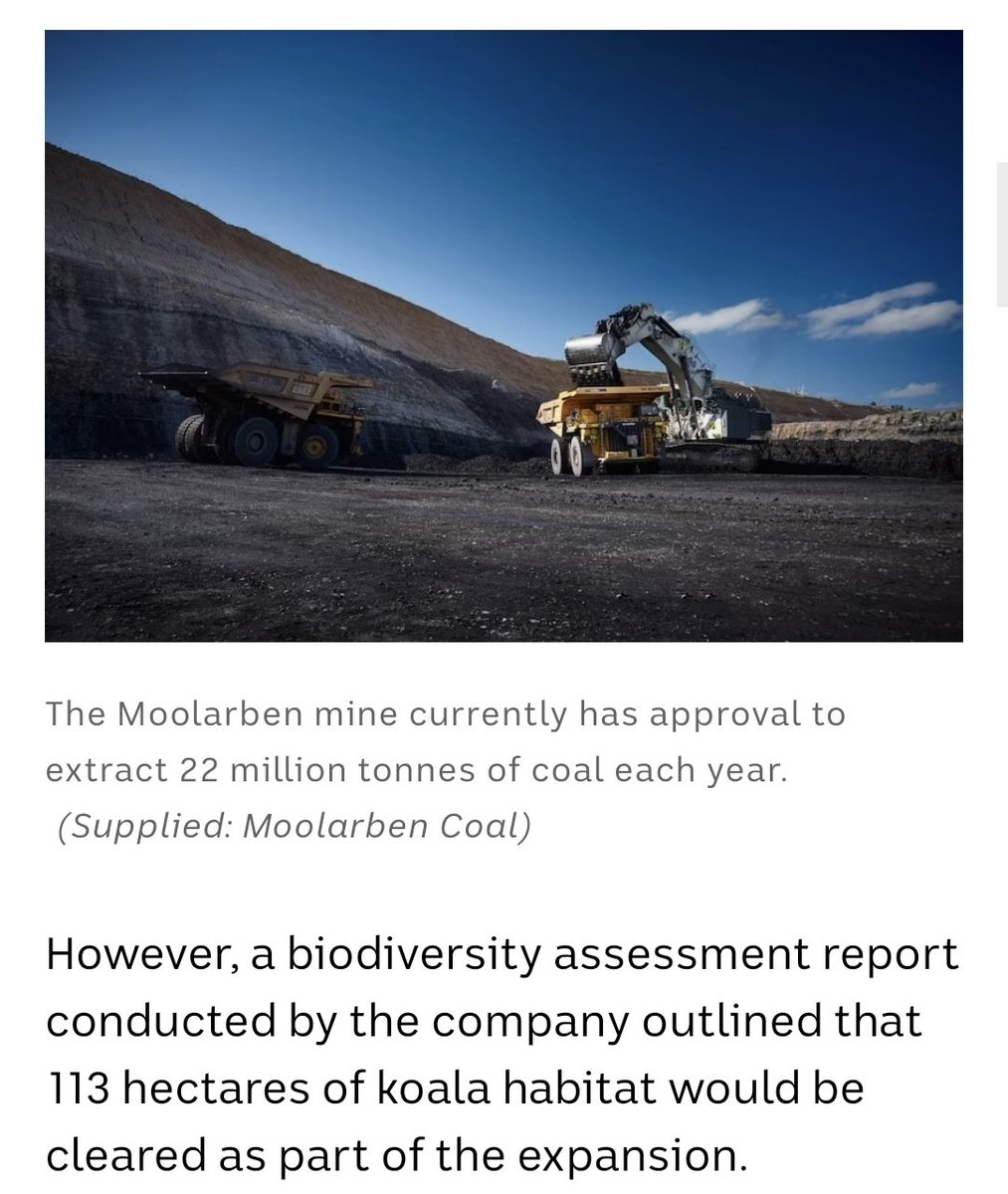 Moolarben Coal Mine report finds koala colony would be displaced by expansion plans The proposed expansion of a coal mine in the New South Wales Central West would displace and reduce the size of a 'critical' koala population, according to the managers of the project.