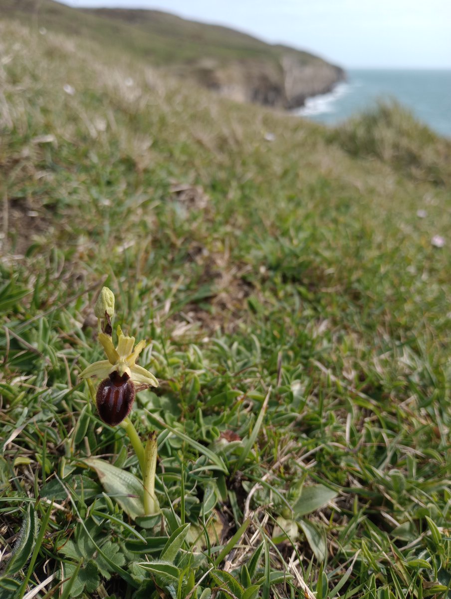 Along the #Purbeck coast several Early Spider Orchids are now in flower. #orchids #springwatch #wildflowerhour #TwitterNatureCommunity #TwitterNaturePhotography #wildflowers