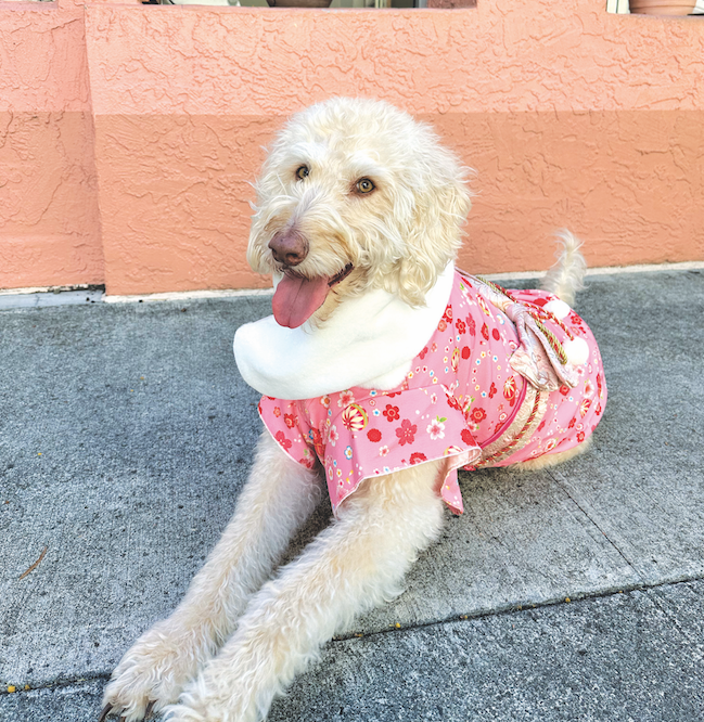 MidWeekHawaii's tweet photo. Meet Laila, a 6-year-old labradoodle who lives in Kapolei. She's a social fashionista who loves to play with bubbles.
Photo courtesy Danielle Montano
#midweekhawaii #hawaii #westvoice #petoftheweek #dogsofhawaii https://t.co/Yf9HjNXmIp