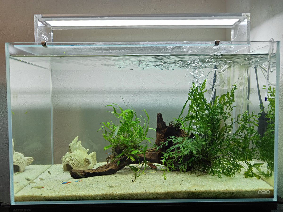 久しぶりの投稿😊🐠

#少しメンテ
#ADA60水槽
#エーハイム2213
#イメチェンしたい
#水草欲しい