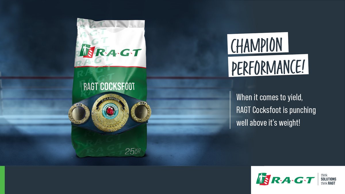 Looking for a Cocksfoot that packs a
punch when it comes to yield?
Hit your paddocks with a champion performer. To find
out more visit: ragt.au/product/beverl… and
ragt.au/product/lazuly/
#RAGT #RAGTAU #farmingaustralia
#agronomy #pasture #thinkragt #thinksolutions
#Cocksfoot