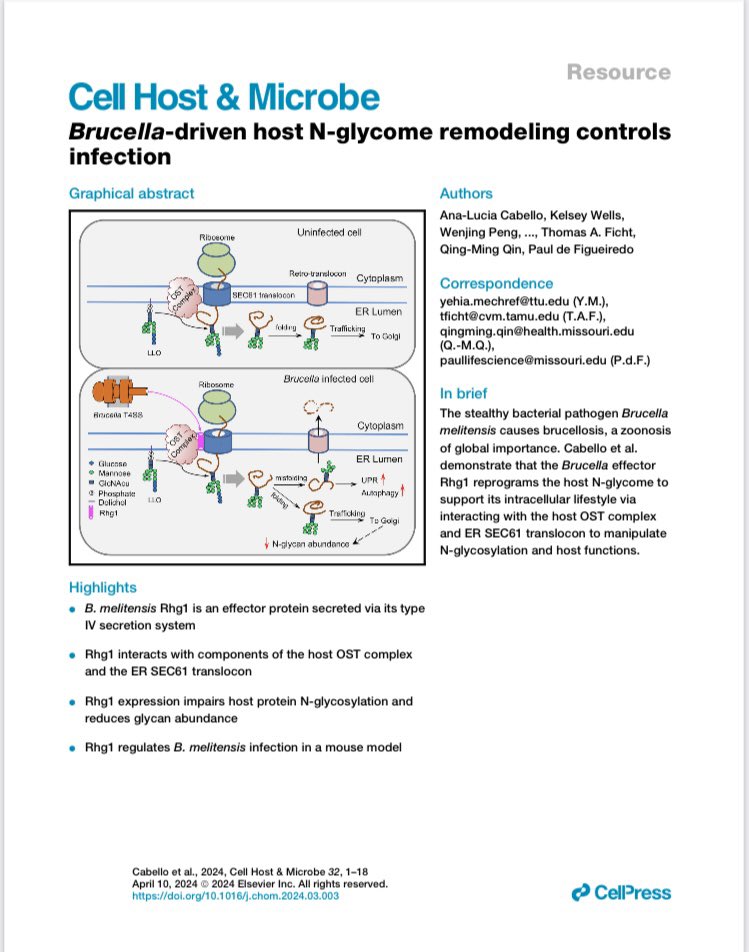 Online today in @cellhostmicrobe !!! Big achievement on #brucella new #effector that modulates host glycome for infection. @Cirad @INRAE_France @INRAE_DPT_SA @MizzouID