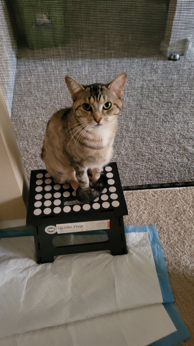 Tom_Orc's tweet photo. @StxrzGives Three legged cat https://t.co/0SI53Datoy