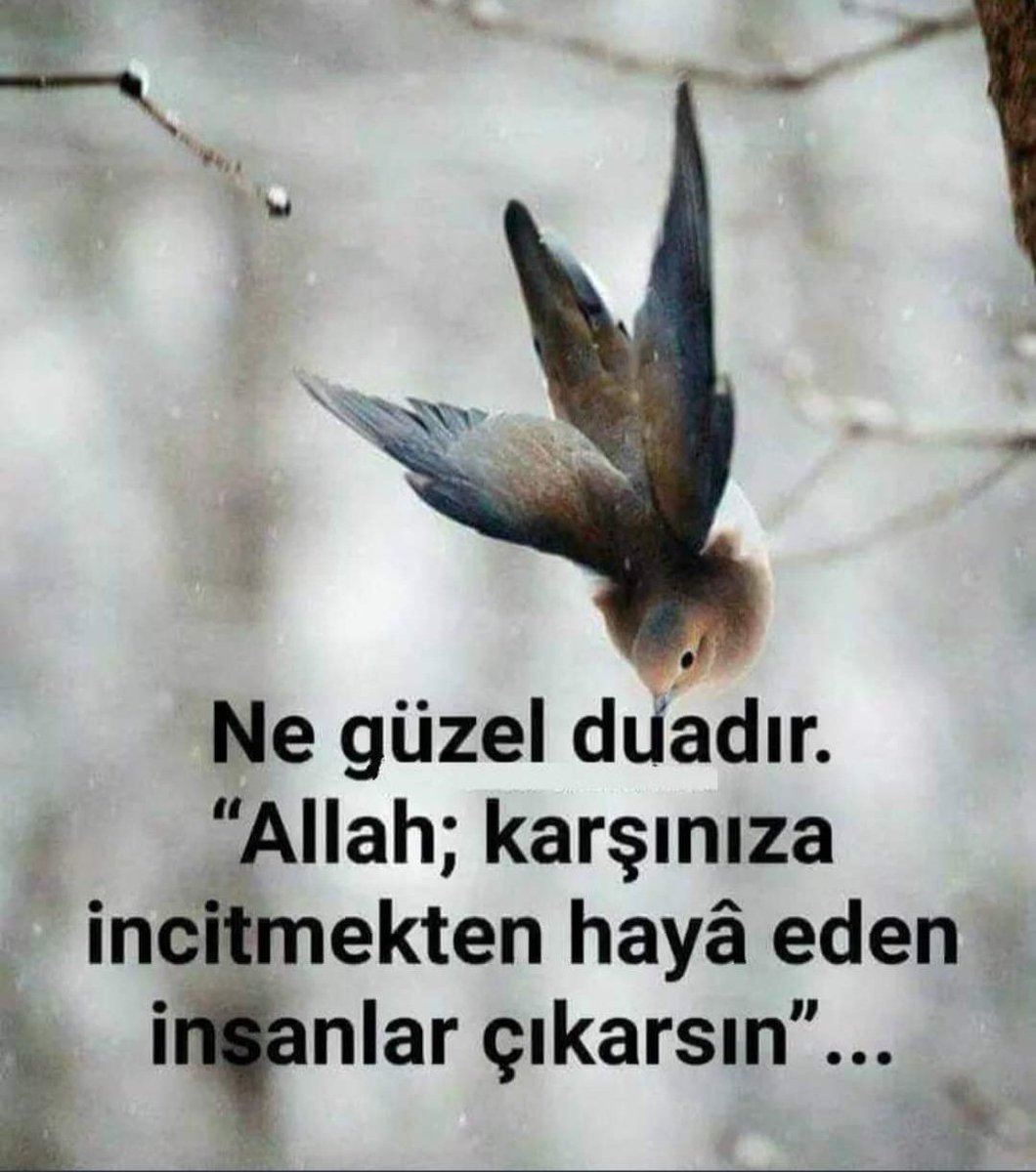 Çukurovalı tweet media