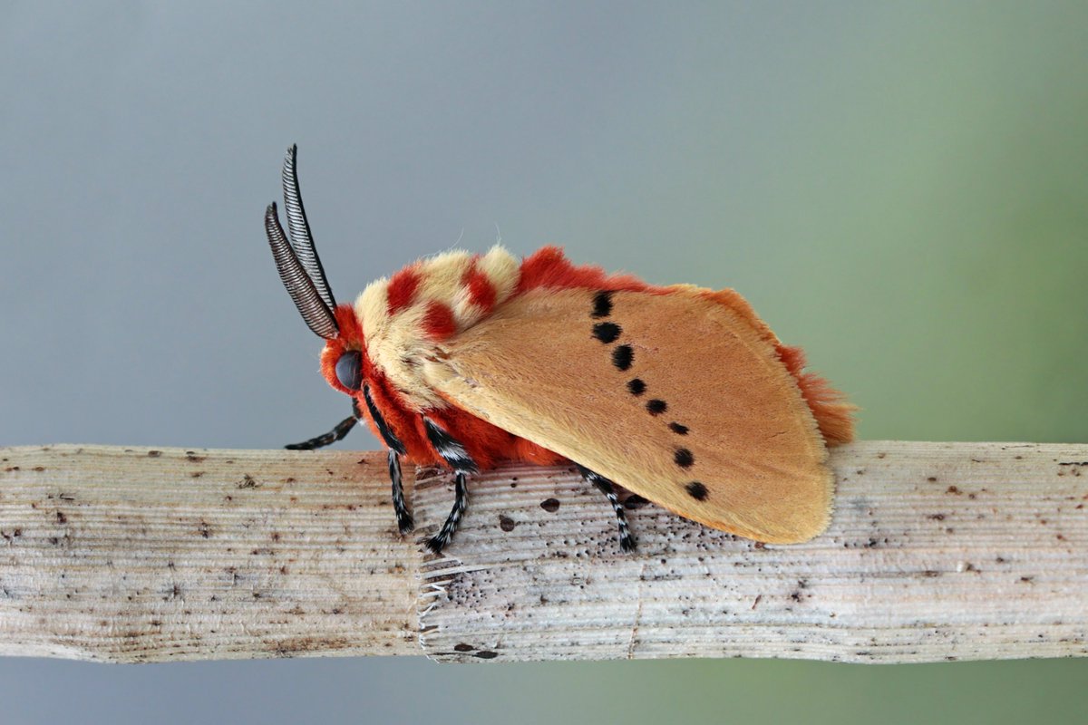 ryokofae's tweet photo. hey guys pls look at this Trosia Semirufa aka the strawberry cake moth 🍰 I’m in luv https://t.co/8LQlWN4EE8