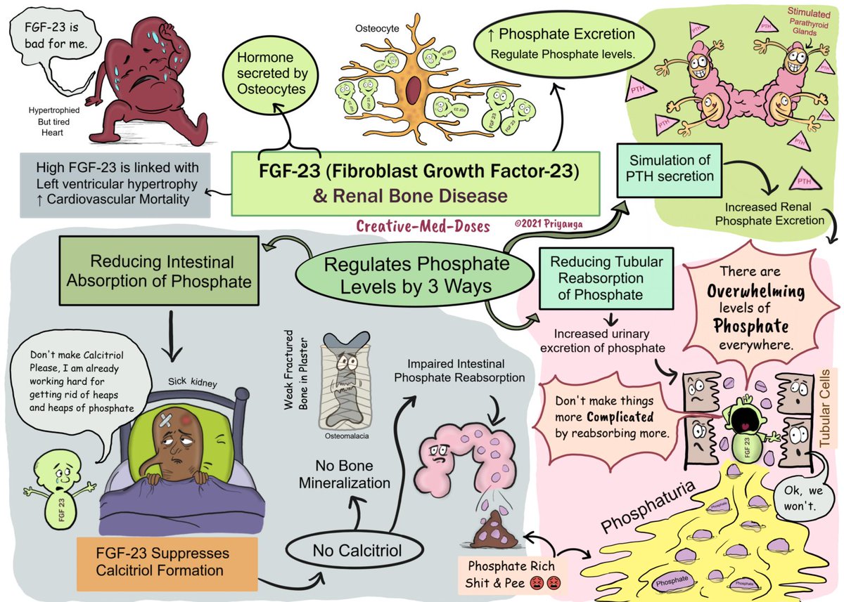 FGF-23 in chronic kidney disease #MedX #FOAMed #Nephrology #renaldiseases