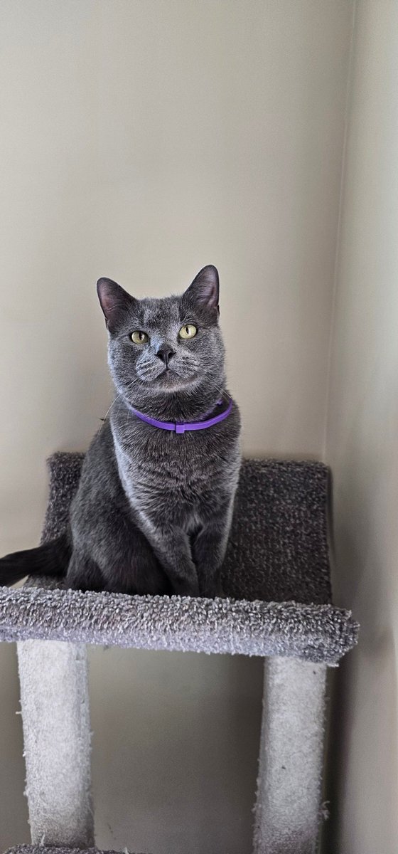 <a href="/TonyGonzales4TX/">Tony Gonzales</a> You are so bad at this that my cat will ratio you