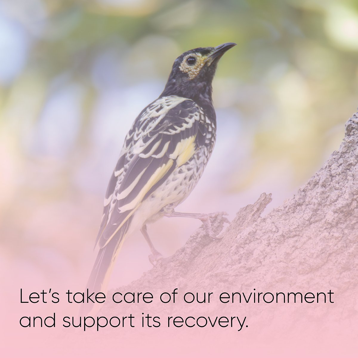The 2023 ACT State of the Environment Report explores the impacts of Black Summer and tracks progress towards bushfire recovery. Find out how we can work together to support recovery efforts for our people and native ecosystems. 🌿🔥🌏 actsoe2023.com.au/issues/bushfir…