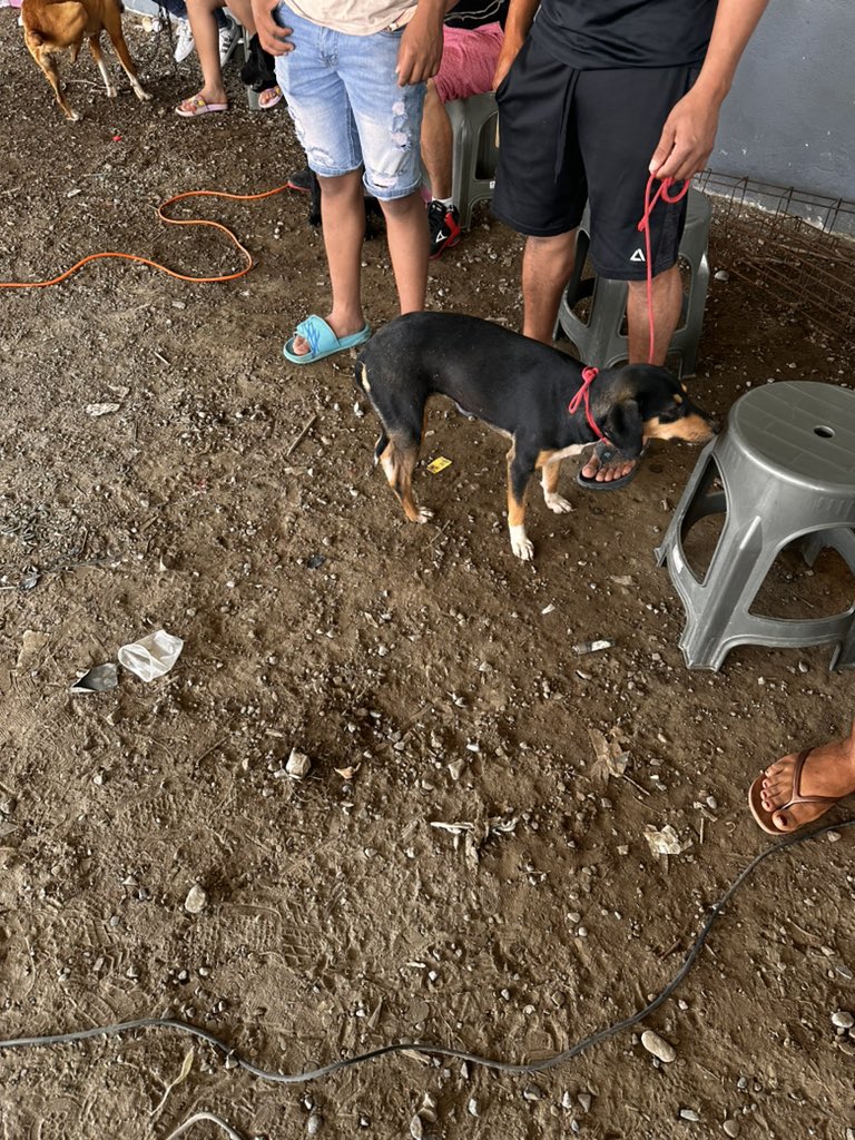 AngelinCortinaR's tweet photo. De verdad muchas gracias a la vida de podernos permitir seguir ayudando. Y lo hacemos de corazón logrando un impacto en la disminución de la sobre población de perros y gatos. Gracias a los mvz por su apoyo 👏🏻👏🏻👏🏻 https://t.co/Jd5hpmU0rZ