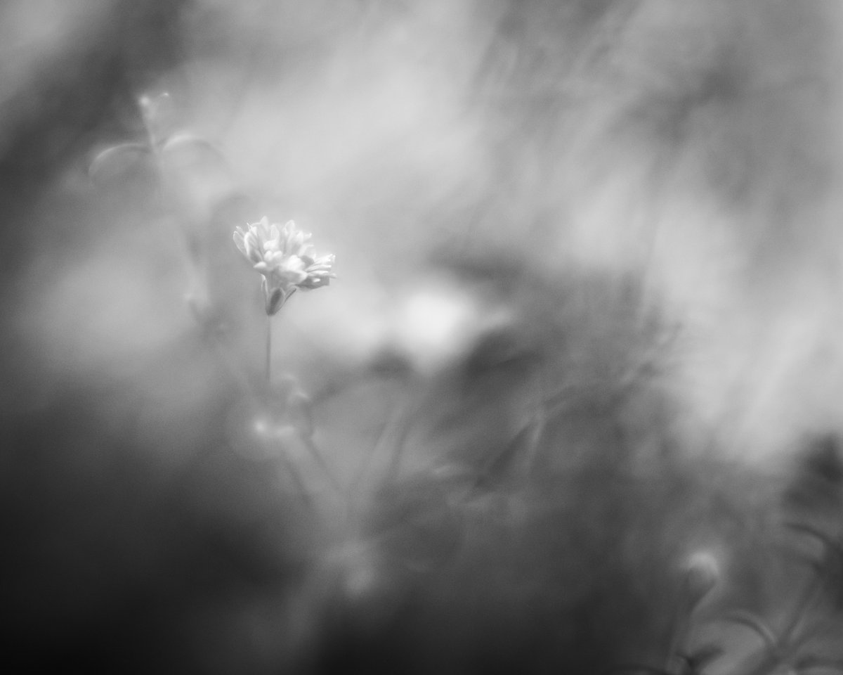 perchance to dream

#flowerphotography #blackandwhitephotography #canonfavpic