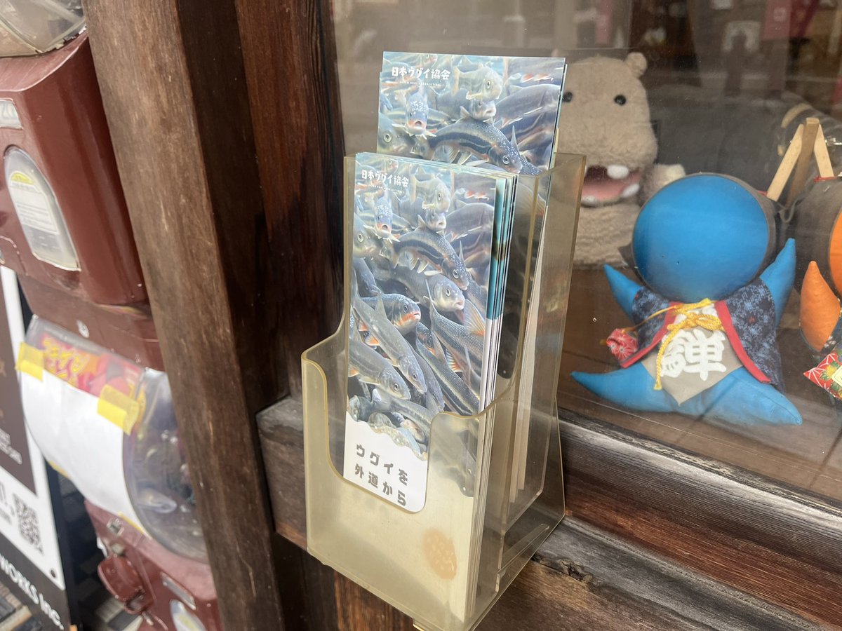 ugui_info's tweet photo. 岐阜県高山市のゴーアヘッドワークス様@goahead_works にてウグイ協会のパネルとパンフレットを設置いただいているのですが、
パンフレットが週に一度補充しなければならないほど需要があり大変光栄です！

#日本ウグイ協会 https://t.co/cECeFGfW13