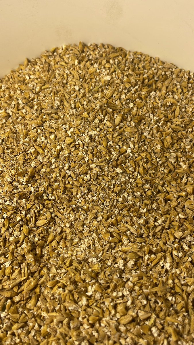 Raided my neighbour’s barley bin today, with his help. Got it home & crushed it & going to be staying up late to mash this barley with some @redshedmalting Wiskey Jack malted barley to get some amazing barley milk!