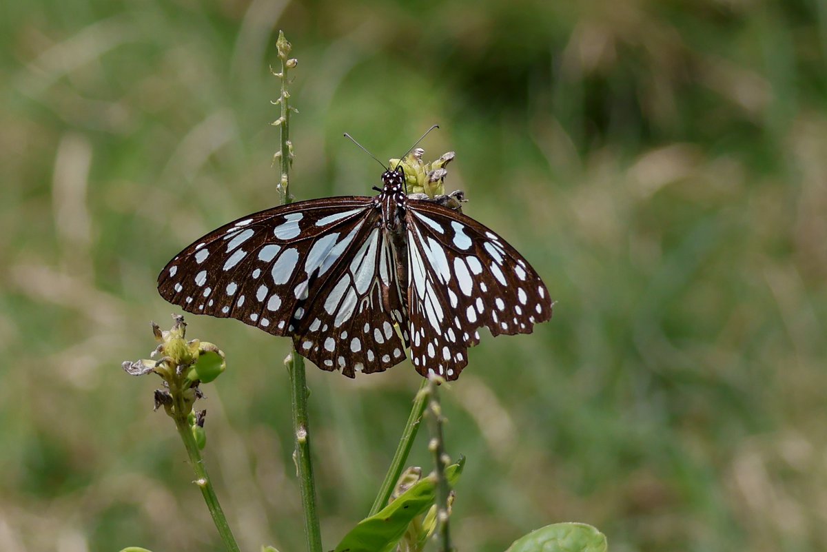 .@IndiAves #TitliTuesday You click a very familiar butterfly. Run to Google to be sure about the ID before posting it! Google tells you, it is ….. Blue Tiger (Tirumala limniace ) Dark Blue Tiger (Tirumala septentrionis) Glassy Tiger (Parantica aglea) 😤😡🤯🤬🤬🤬