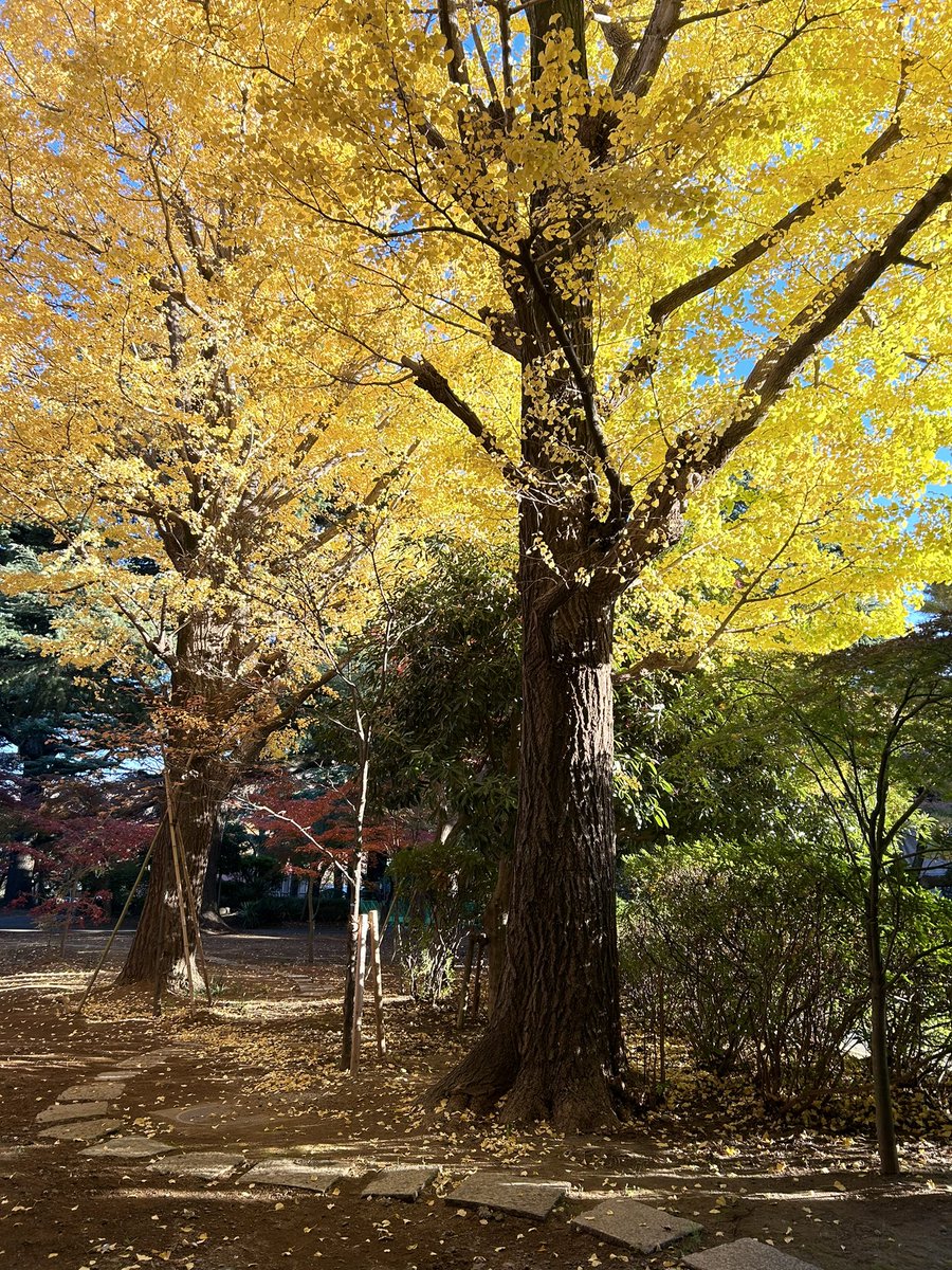 gakuseikichi's tweet image. #ガクセイ基地のつぶやき 

「所属大学の良いところ」最終回の担当はあずなです🌸

良いところがたくさんあり過ぎて書ききれませんが、、

国際的な視点を学びつつ日本や日本文化に詳しくなれるところ。

居心地が良いところ。

あとは画像で！

#春から学女　#春からgwc #春から大学生