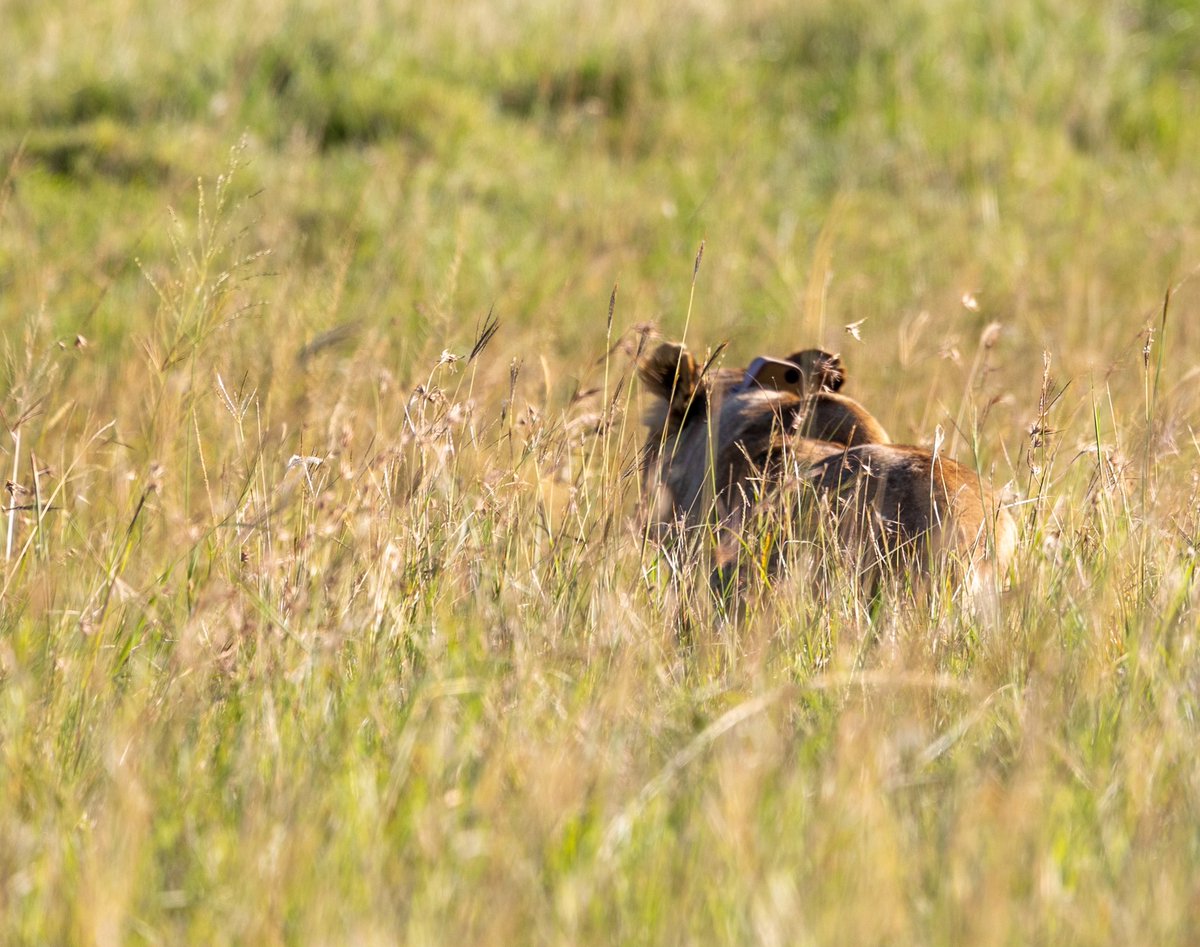 KenyaWildTrust tweet picture