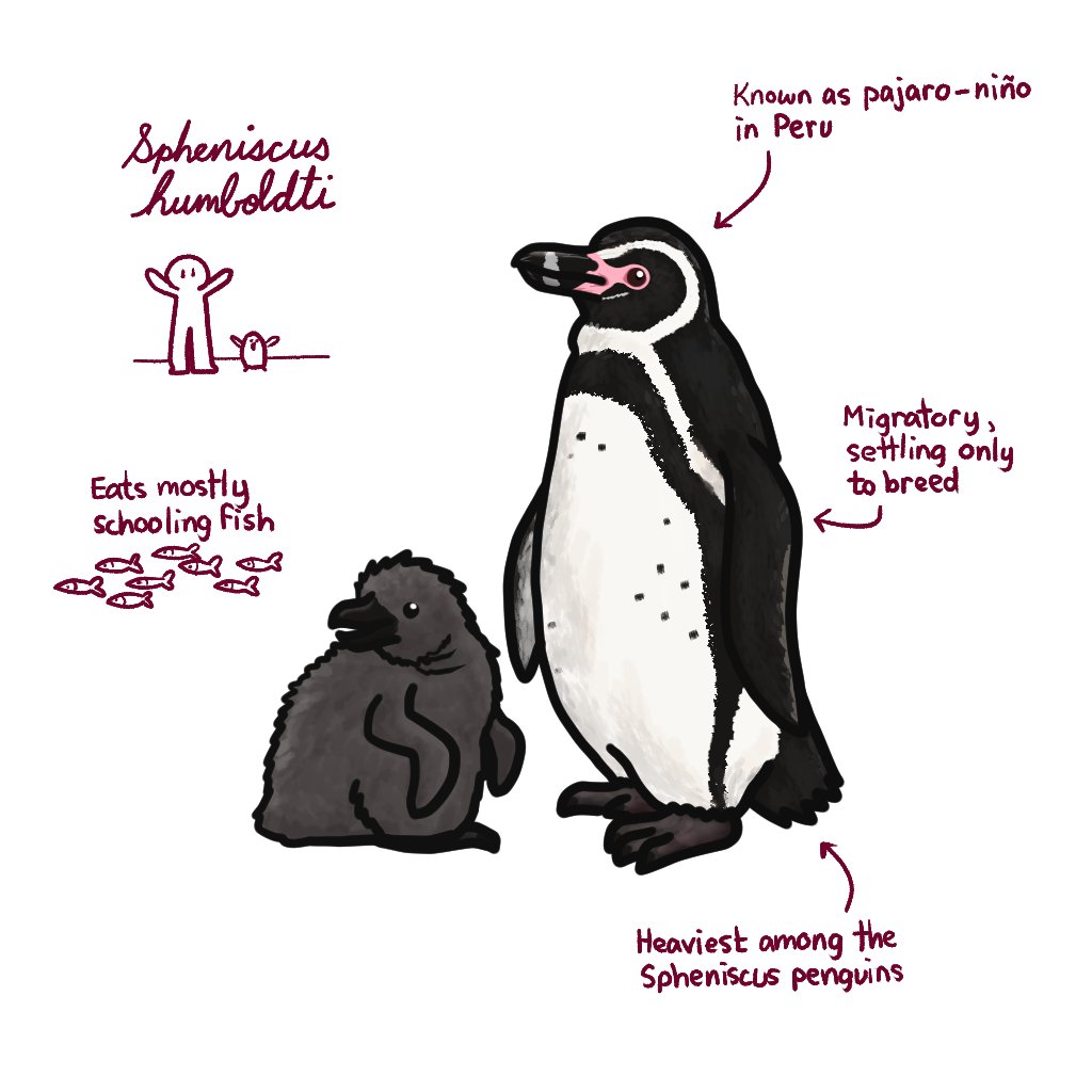 The Humboldt penguin is a resident of South America, with its range being between subtropical Peru and arid Chile. They breed according to food availability, and often breed after molting.

#marchofthepenguins #penguin #bird #humboldtpenguin #education #art