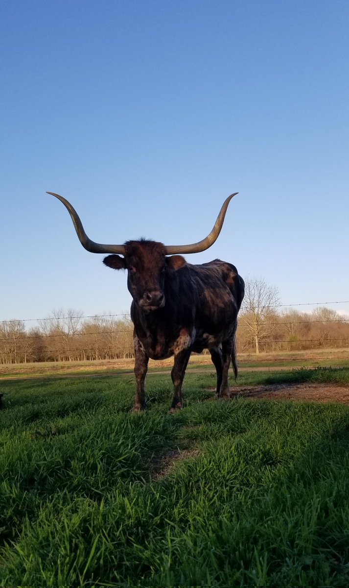 Hope you've all had a nice #MillieMonday 🐮 I made a homemade cheesecake for my hubby's birthday today. Millie celebrated it with an extra big pan of feed😉 I made them both happy I guess😂 #ranchlife #texaslonghorns