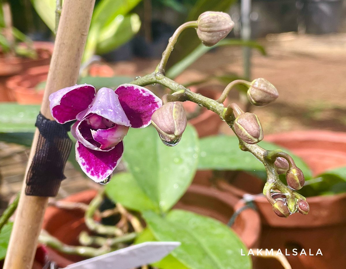 Blooming 

#ලක්මල්සල #lakmaluyana #lakmalsala #orchids #phalaenopsisorchid