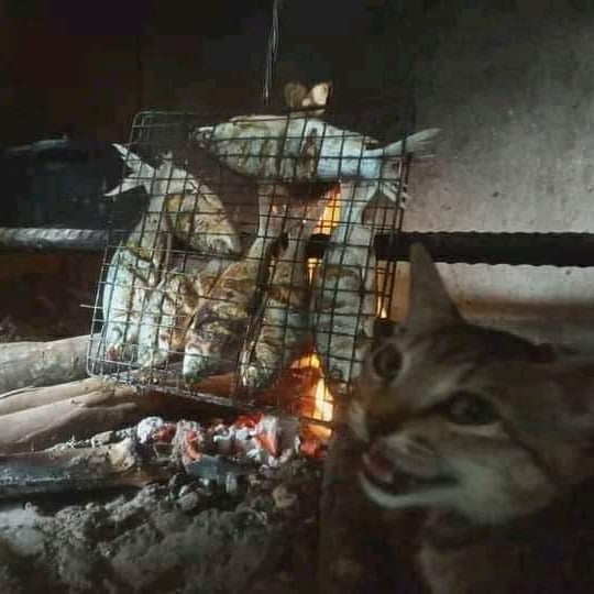 PunchingCat's tweet photo. https://t.co/8u55lfjLnH