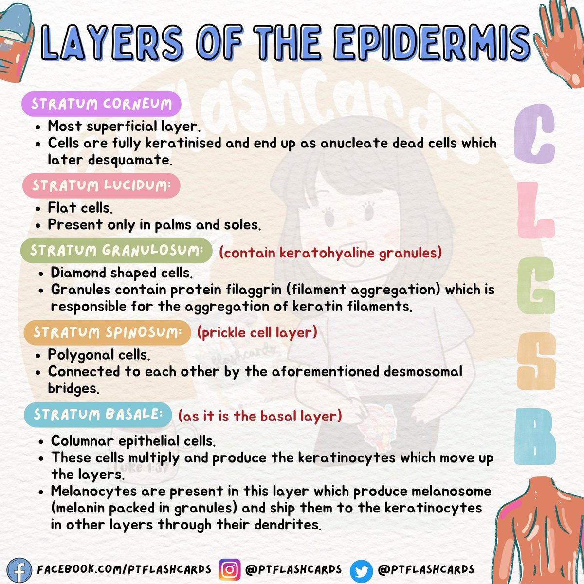 PTFlashcards's tweet photo. LAYERS OF THE EPIDERMIS ✨
Also available in store!
📍 La Local
G/F The One, Torre de Santo Tomas, Sampaloc, Manila (across UST)
Open Monday - Saturday (10:00 am to 9 pm)
#physiology #physicalTherapy #studygram #medstudent #integumentary #skin #epidermis #Studymaterials https://t.co/kVQnQqW0Hr