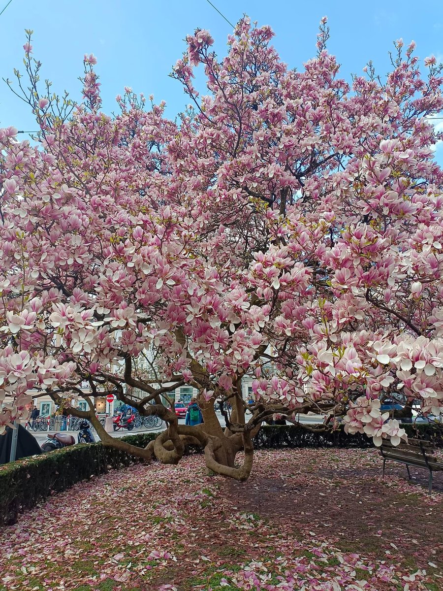 Handaan_handan's tweet photo. Dün, artık bir tarih.
Yarın,bir sır.
Bugün ise bir armağan. 
Onu çöpe atmayın, kendinize hediye edin..! #Günaydınlar #Bugüne #salı #26Mart 🌺🕊️🌲 https://t.co/jnASeXSV56