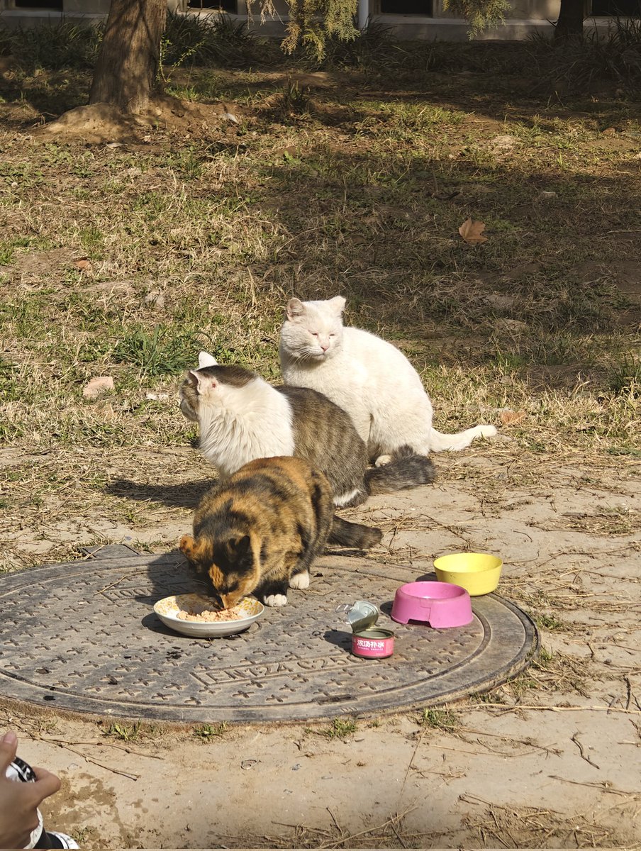 猫猫：我吃吃吃😋