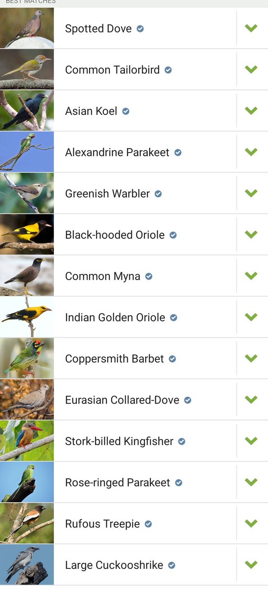 The #birdwatching season not to be missed...
Backyard Birding today morning, around 30 species...
#vibrant colours
#Songs
#Nesting
#Feeding
#Parasitic brooding
#Preying
.
.

<a href="/IndiAves/">IndiAves</a> <a href="/Team_eBird/">eBird</a> <a href="/birdcountindia/">Bird Count India</a> <a href="/birdsbeaknews/">The Bird's Beak News</a>