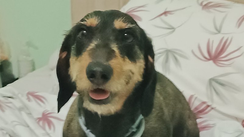 Silver__tank's tweet photo. Please support Freddy. He urges a surgery while he's facing t'he desth. Let's give him other l'oportunitat to continue smiling IT'S VERY URGENT https://t.co/yW5ivbuDPo #GoFundMe https://t.co/icgBRzltjt
