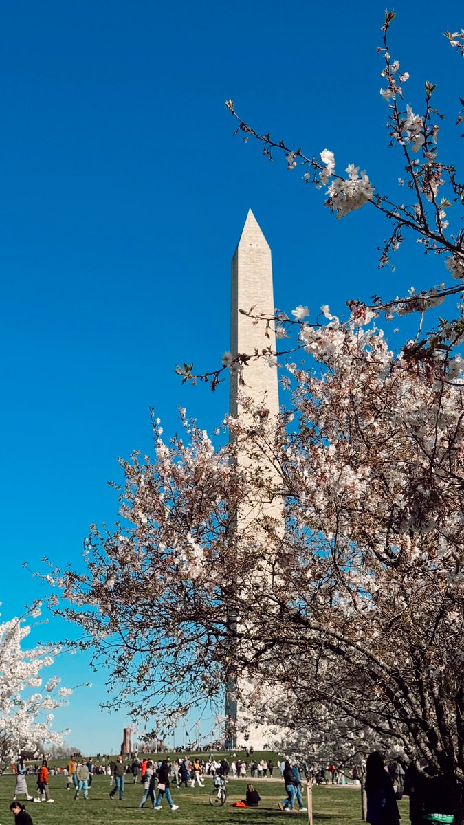 Rxn__h's tweet photo. DCβs beautiful blossoms πΈ #springisfinallyhere! https://t.co/tgD4angFIU