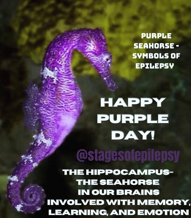 Happy #PurpleDay2024! Support #EpilepsyAwareness ! #epilepsy #EpilepsyAwarenessMonth #seizures #seizureawareness #epilepsywarrior #epilepsywarriors #1in26 #seahorse #hippocampus #epilepsyadvocate #purplewarrior #purpleday #seizuressuck #every33minutes #epilepsyday #epileptic