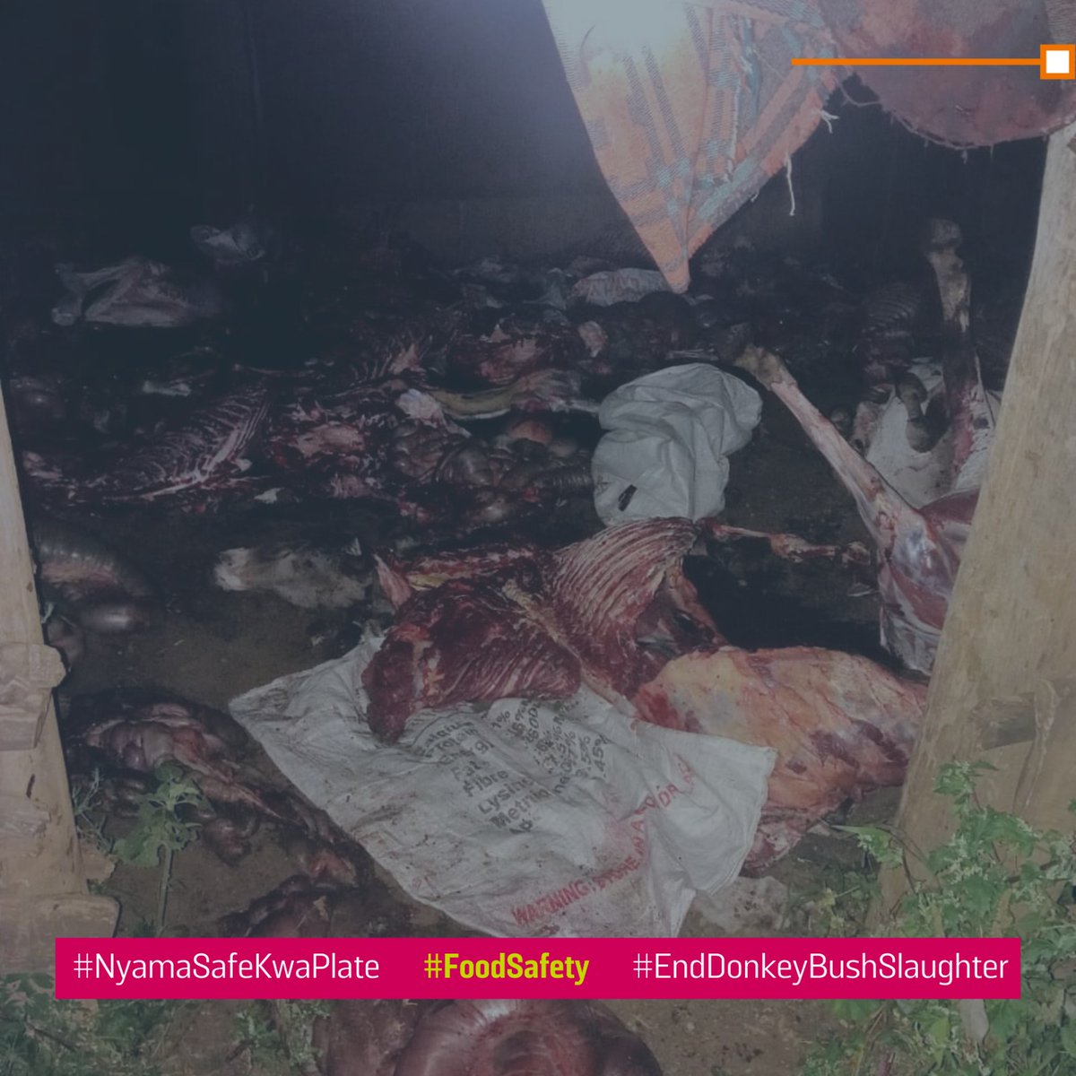 We need the government to come our steong and protect it's citizens from the hazards that await. For the past few months, Kenyans are subject to bush meat, especially zebra and donkey meat. @DCI_Kenya @MOH_Kenya @kilimoKE #NyamaSafeKwaPlate End Donkey BushSlaughter