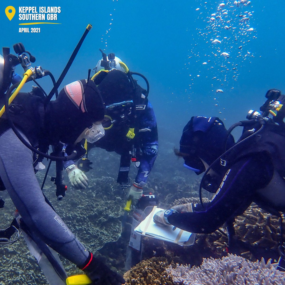 Australian Institute of Marine Science (@aims_gov_au) on Twitter photo #Coralbleaching can suppress reproduction in a common coral species found in the #GreatBarrierReef, hampering future reef replenishment.
Read more about the study with <a href="/jcu/">James Cook Uni</a> + <a href="/unc_nc/">Université de la Nouvelle-Calédonie</a>: bit.ly/3Tzajfr
#ACRRI <a href="/bhp/">BHP</a> <a href="/WeareWoppaburr1/">WeareWoppaburra</a> #Coralbleaching can suppress reproduction in a common coral species found in the #GreatBarrierReef, hampering future reef replenishment.
Read more about the study with <a href="/jcu/">James Cook Uni</a> + <a href="/unc_nc/">Université de la Nouvelle-Calédonie</a>: bit.ly/3Tzajfr
#ACRRI <a href="/bhp/">BHP</a> <a href="/WeareWoppaburr1/">WeareWoppaburra</a>