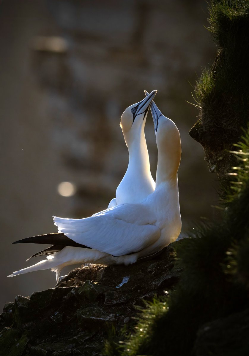 The Courtship

#gannet #BirdsSeenIn2024 #birdphotography #BemptonCliffs #wildlife #IndiAves #birdwatching #wildlifephotography #jessopsmoment #fsprintmondays #bbcspringwatch #northerngannets