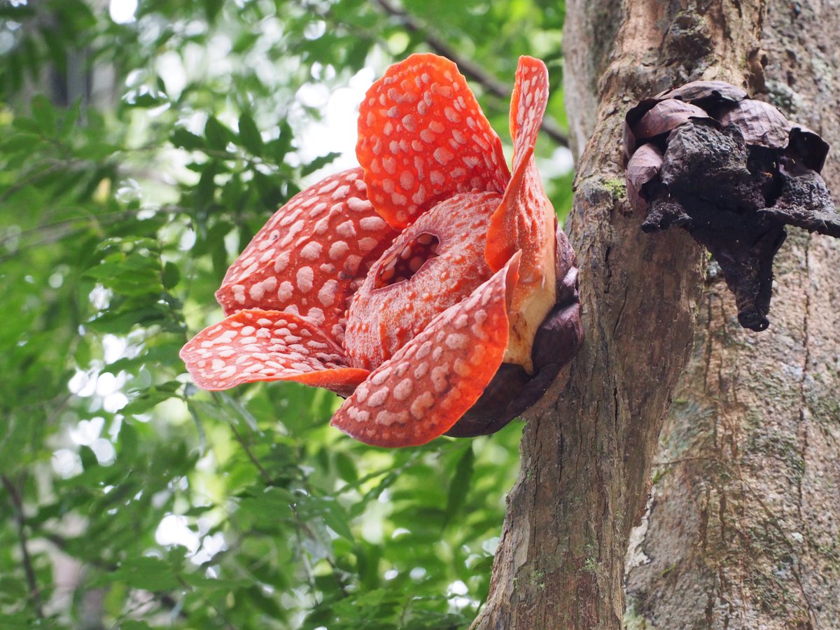 Seeing Rafflesia cantleyi on our UoM field course for a 2nd year running is just as thrilling as the first time! @FBMH_UoM #Tiomanisland #Rafflesia