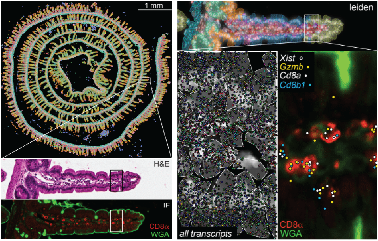 Alex Monell (@almonell) on Twitter photo Our team (<a href="/MReinaCampos/">Miguel Reina-Campos</a> @MaximilianHeeg <a href="/GoldrathLab/">Goldrath Lab</a> <a href="/UCSDChangLab/">John Chang</a> <a href="/yeo_lab/">Gene Yeo’s Lab at UC San Diego</a>) used single-cell spatial transcriptomics to study antigen-specific Cd8 T-Cell (P14) responses to acute systemic viral infection in the small intestine.
Check it out on biorxiv! biorxiv.org/content/10.110… Our team (<a href="/MReinaCampos/">Miguel Reina-Campos</a> @MaximilianHeeg <a href="/GoldrathLab/">Goldrath Lab</a> <a href="/UCSDChangLab/">John Chang</a> <a href="/yeo_lab/">Gene Yeo’s Lab at UC San Diego</a>) used single-cell spatial transcriptomics to study antigen-specific Cd8 T-Cell (P14) responses to acute systemic viral infection in the small intestine.
Check it out on biorxiv! biorxiv.org/content/10.110…