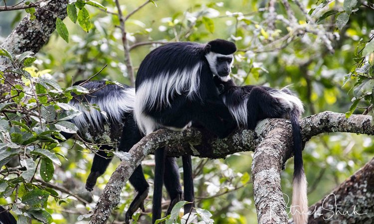 Are you looking for information about primate in Kibale Forest National Park? Click on the link below shorturl.at/dhkoF kibaleforestnationalparkuganda.com #wildlifeinuganda #ugandawildlifesafaris #ugandawildlifesafari #wildlifesafarisinuganda #wildlifesafarisuganda #kibaleforestpark