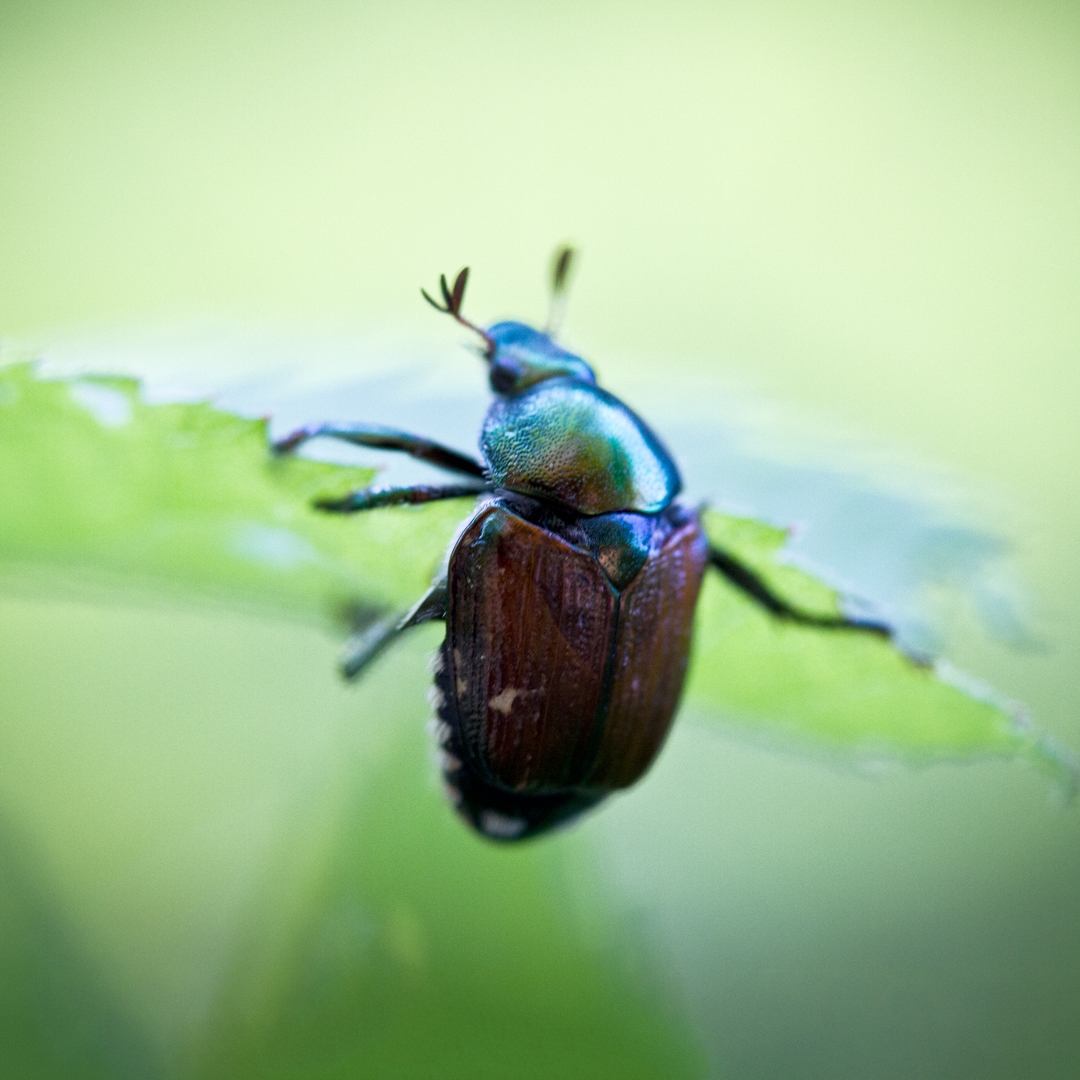In recent years, we have noticed increasingly larger populations of #JapaneseBeetles in our #farms and #gardens, feeding on common #crops like #corn, #peppers, #soybeans and more. Read about our strategies to keep Japanese Beetles' in check at bit.ly/4bQZu0C. 🪲🪲