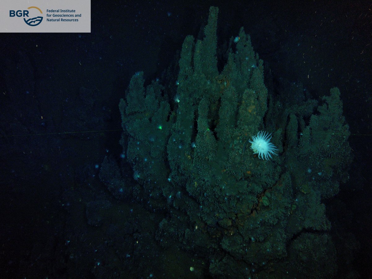 Check out these amazing shots that were recently captured in the vicinity of an active vent field!

📷: BGR, using SubC's Rayfin Benthic camera and Aquorea LEDs,

#rovcamera #subseacamera #deepseacamera #marinescience #marineresearch #oceantech #offshoreenergy #rovinspection