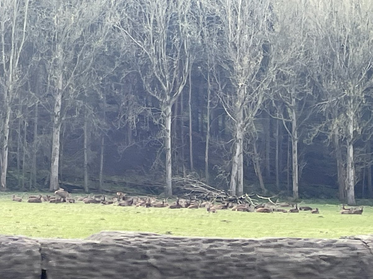 On a road trip to a supplier and had to catch a snap of these beautiful deer, sun puddling at the back of @HarewoodHouse 🦌
#nature #Leeds #Yorkshire #Spring