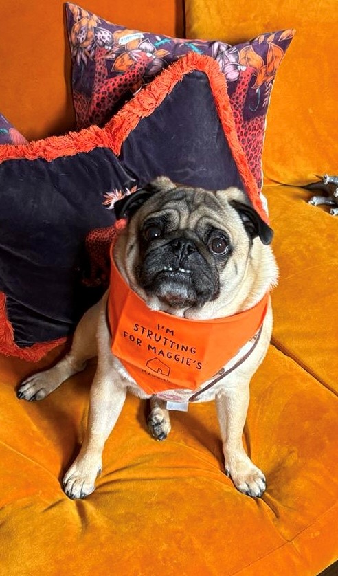 This week's #fridayfundraiser is Milo, who completed our Mutt Strutt! A big thank you to Milo for taking on this challenge🧡