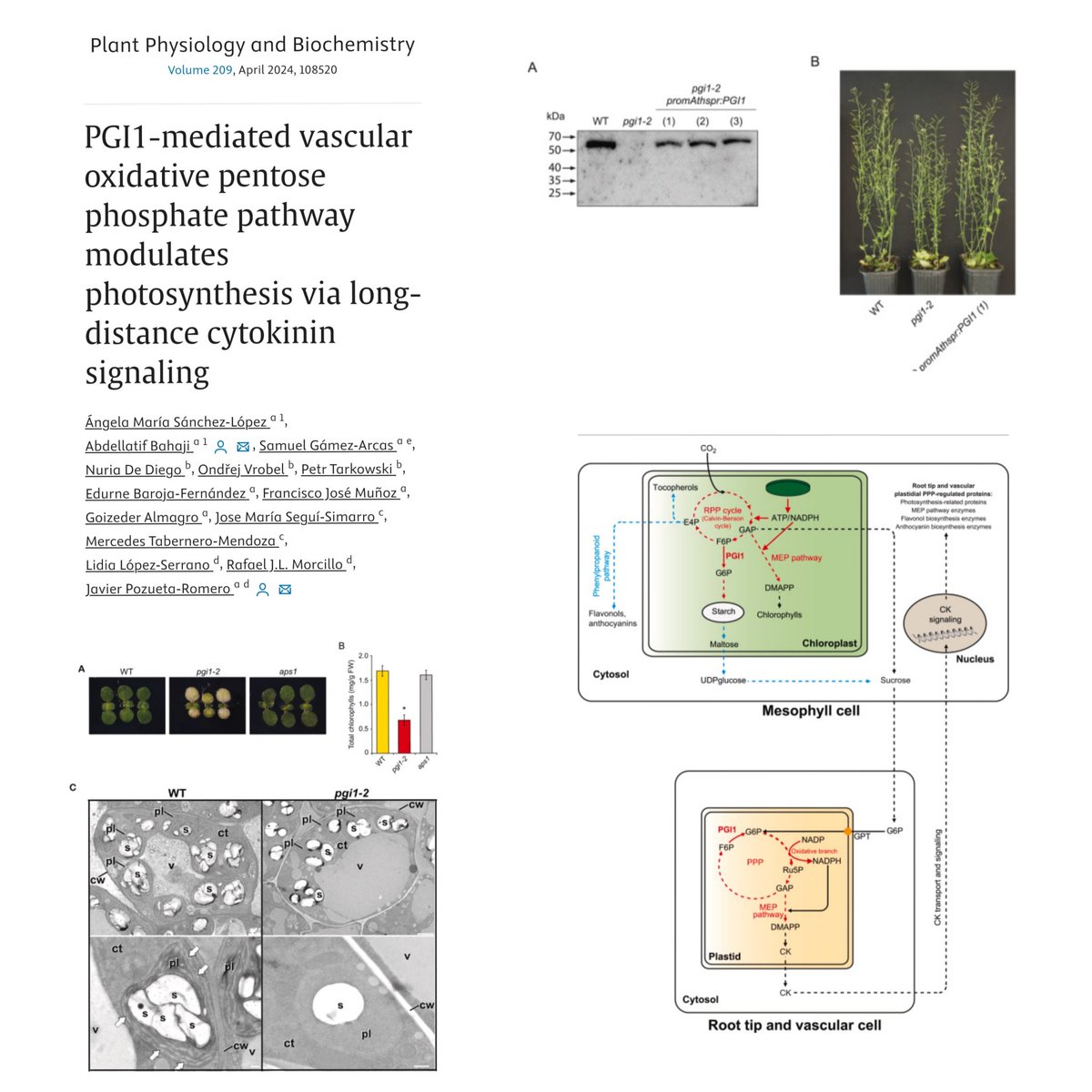 Really happy to share our last publication in Plant Physiology and Biochemistry!! PGI1-mediated vascular OPPP modulates photosynthesis via long-distance Cks signaling! sciencedirect.com/science/articl…