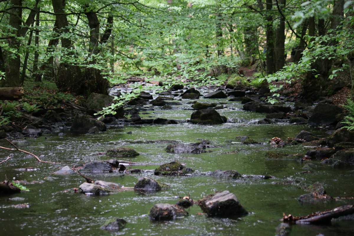 The third paper from my PhD thesis is out now in the European Journal of Forest Research! We explored how private forest owners are financially affected by the implementation of ecologically vital riparian buffer zones in their forests. link.springer.com/article/10.100…