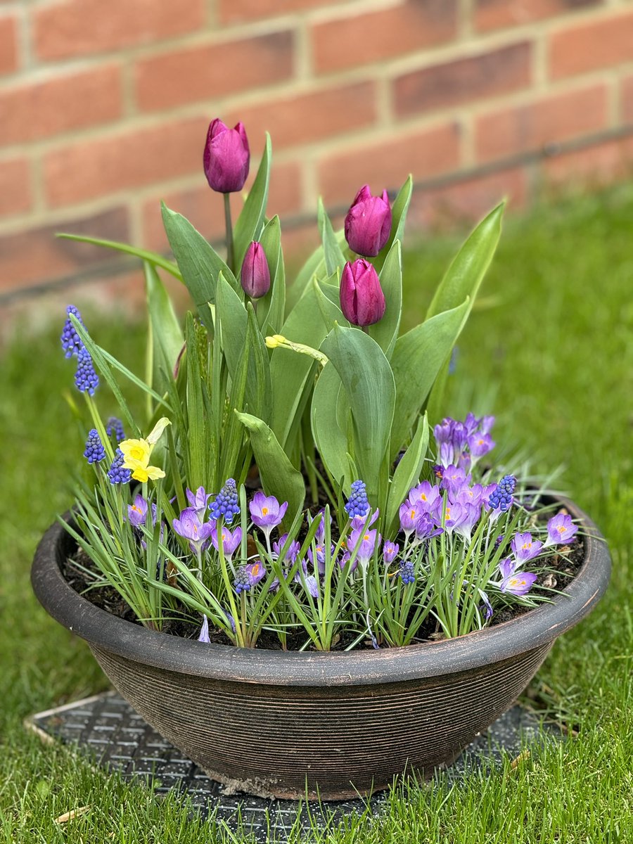 Good morning 👋🏼 Happy Tuesday 🤗 🌺 This is a gift for my wife on her birthday 🎂 in October last year from a dear friend. It came with the container, the flower seeds/bulbs and soil. We planted them in October. Now the flowers have bloomed ❤️🤗 #StormHour #ThePhotoHour