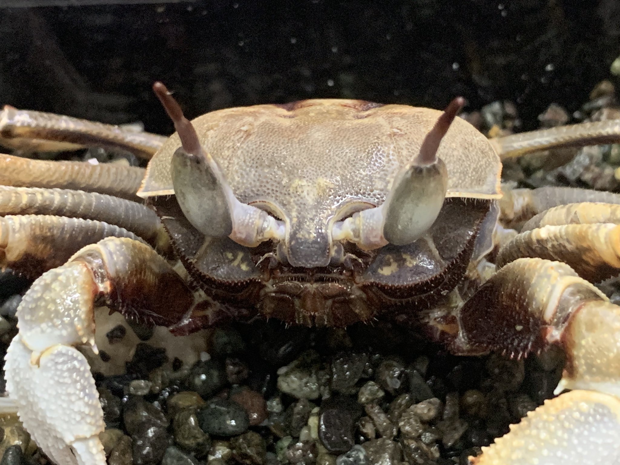 カニ　根付　天然素材 カニ 根付 天然素材 カニ 根付 天然素材