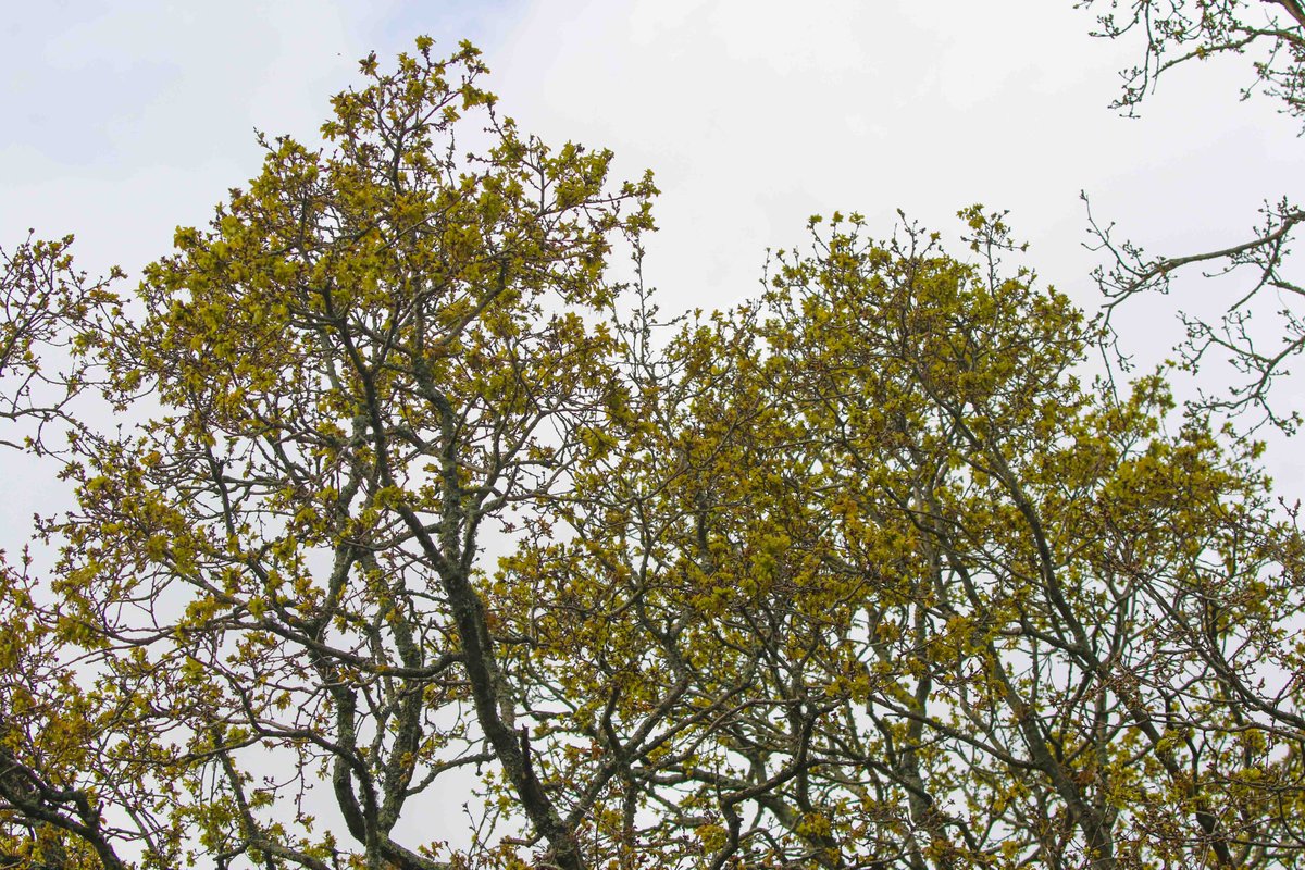 One of the oak trees in my garden has just come into leaf - exactly the same day as it did last year